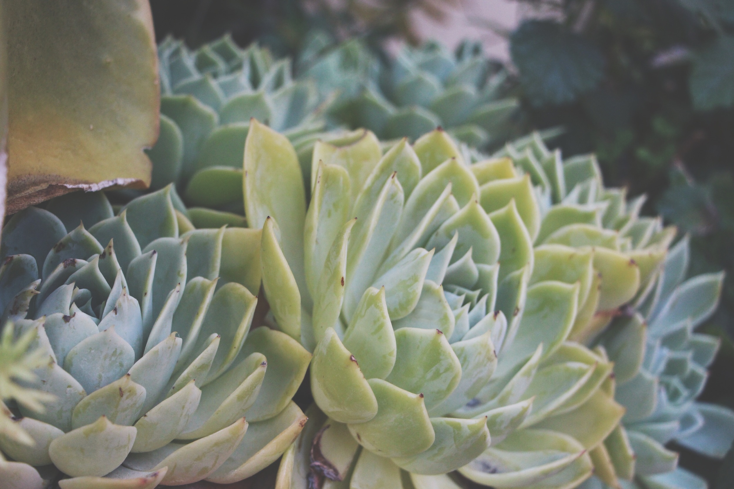 Succulent Sighting: Disneyland :: The succulents of Rancho del Zocalo restaurant in Frontierland at Disneyland Resort in California.&nbsp;&nbsp;